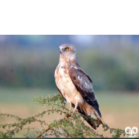 گونه عقاب مارخور Short-toed Eagle